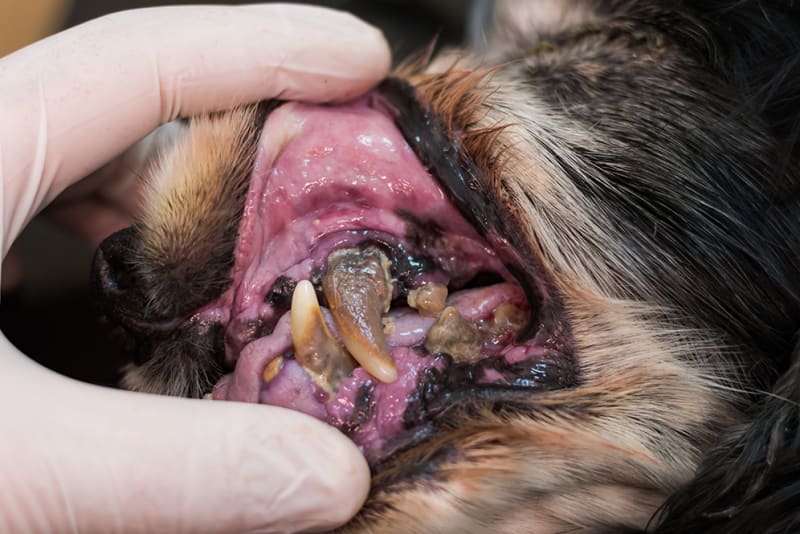 How to Remove Tartar from Dog Teeth Without Dentist: A Step-by-Step Guide