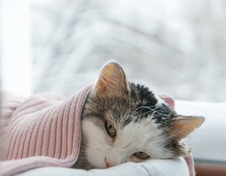 is cat cold contagious to humans